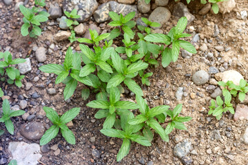 Mint plant grow at vegetable garden. Fresh peppermint in a garden.