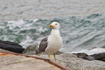 A Lesser Black-Backed Gull (Larus fuscus) close to the sea
