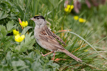 Golden-crowned Sparrow (Zonotrichia atricapilla) at Chowiet Island, Semidi Islands, Alaska, USA