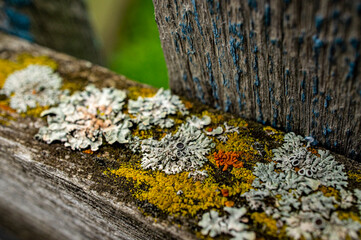 Multicolored lichens on an old wooden board close up. Natural background.