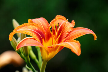 Petal of blooming flower in garden