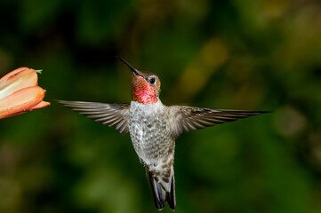 Anna's Hummingbird (Calypte anna) male in garden, Los Angeles, California, USA