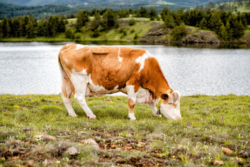 Fototapeta na wymiar A cow by the river