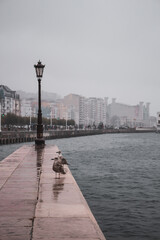 Fototapeta na wymiar Street light in the seaport of Santander.