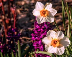 Fototapeta premium Daffodils in Front of Hyacinths