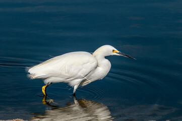 Snowy Egret (Egretta thula) in Malibu lagoon, California, USA