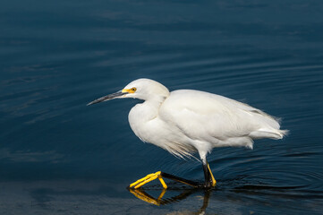 Snowy Egret (Egretta thula) in Malibu lagoon, California, USA