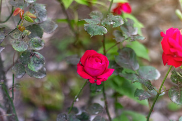 red rose shown from above. top view green bush. Background with many red summer flowers.