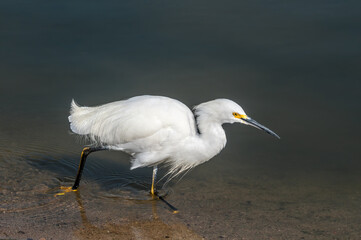 Snowy Egret (Egretta thula) in Malibu lagoon, California, USA