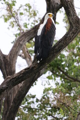 African Fish Eagles by the Chobe River in Botswana