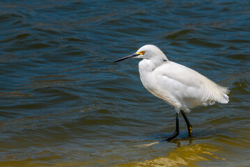 Snowy Egret (Egretta thula) in Malibu lagoon, California, USA