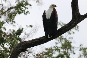 African Fish Eagles by the Chobe River in Botswana