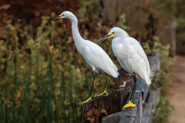 Snowy Egret (Egretta thula) in Malibu lagoon, California, USA