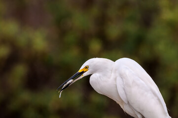 Snowy Egret (Egretta thula) in Malibu lagoon, California, USA