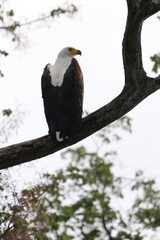 African Fish Eagles by the Chobe River in Botswana