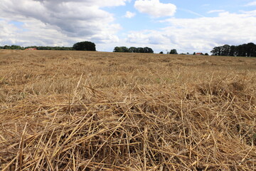 das Strohfeld