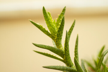 a kind of barbed cactus that grows in pots.
