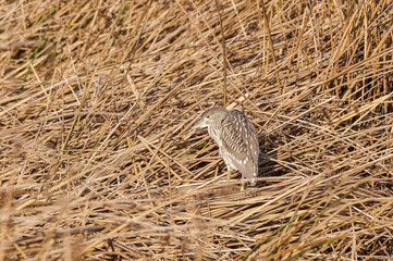 Immature Black-crowned Night-Herron (Nycticorax nycticorax) in Malibu Lagoon, California, USA