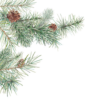 Watercolor Merry Christmas card. Hand painted illustration of spruce branches with pine cones