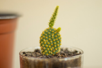 a kind of barbed cactus that grows in pots.