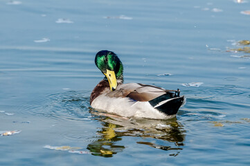 Mallard (Anas platyrhynchos) drake in park, Central Russia
