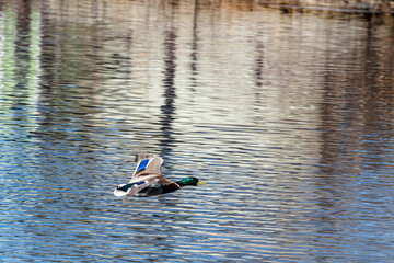 Mallard (Anas platyrhynchos) drake in park, Central Russia