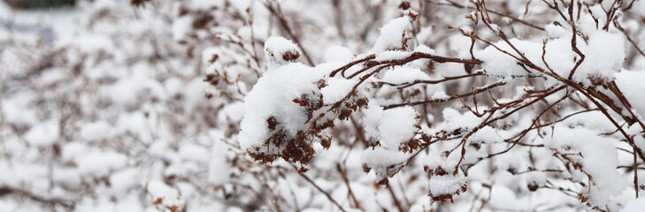 shrubs in the snow, white background