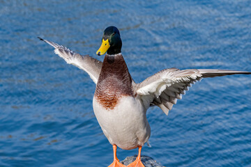 Mallard (Anas platyrhynchos) drake in park, Central Russia