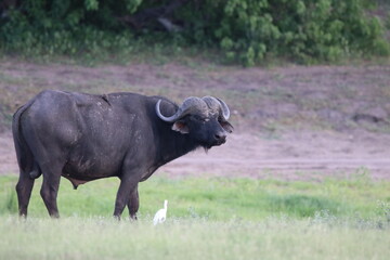 Obraz premium African Buffalo bathing in the Chobe River in Botswana