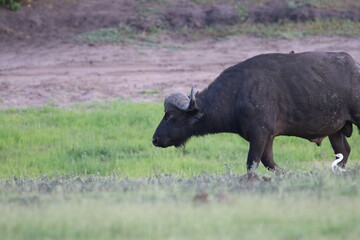African Buffalo bathing in the Chobe River in Botswana