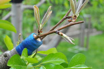 A branch of a fruit tree with a grafted new variety
