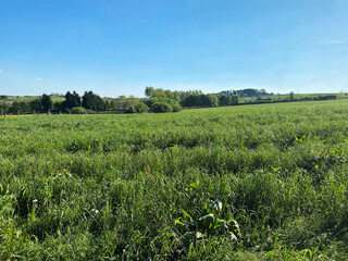 Obraz premium A large uncut meadow, with long grasses, and in the distance, old trees, set against a blue sky near, Bradford, Yorkshire, UK
