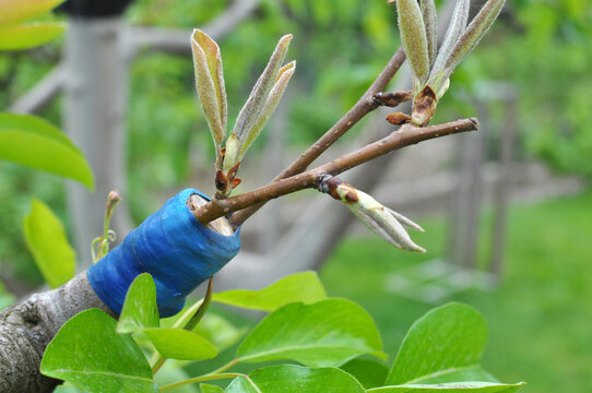 A branch of a fruit tree with a grafted new variety