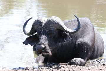 African Buffalo bathing in the Chobe River in Botswana