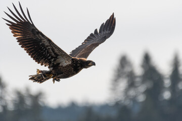 Young Bald Eagle (Haliaeetus leucocephalus) with Kokanee Salmon (Oncorhynchus nerka)