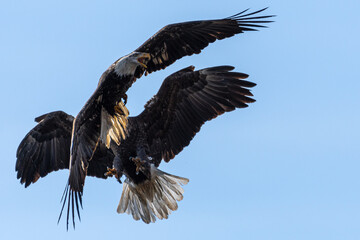 Fighting Bald Eagles (Haliaeetus leucocephalus)