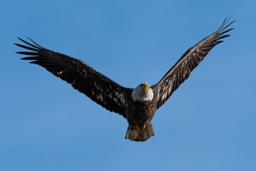 Adult Bald Eagle (Haliaeetus leucocephalus) in Flight