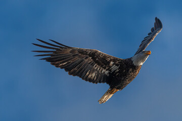Obraz premium Adult Bald Eagle (Haliaeetus leucocephalus) in Flight