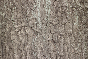 Background. Tree bark texture of grey color.