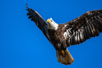 Adult Bald Eagle (Haliaeetus leucocephalus) in Flight