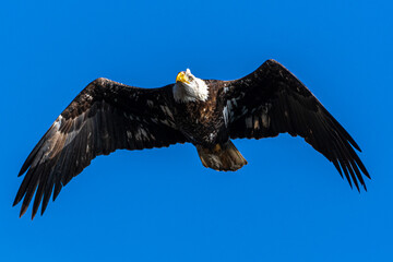 Adult Bald Eagle (Haliaeetus leucocephalus) in Flight