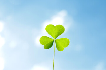 Clover leaf against a blue cloudy sky. Clover symbol of good luck and prosperity, close-up.