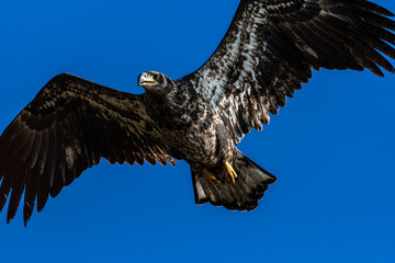 Young Bald Eagle (Haliaeetus leucocephalus) in Flight