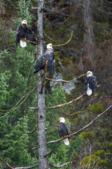 Perching Bald Eagles (Haliaeetus leucocephalus) on a Conifer Tree