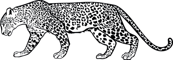 The walking leopard. Contour vector monochrome isolated image.
