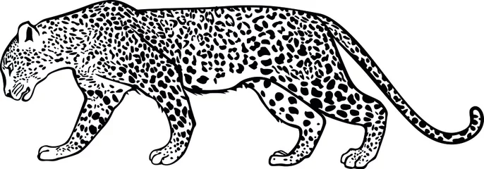Foto op Plexiglas The walking leopard. Contour vector monochrome isolated image. © Елена Панкратова