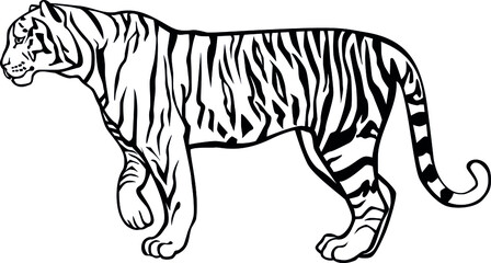 Tiger. Vector outline black and white illustration.