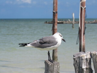 Gaviota en playa del Mar Caribe