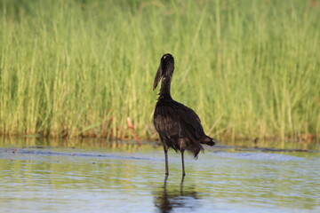 African Openbill bird by the Chobe River in Botswana, Africa