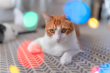 Primer plano. Gato blanco y marrón con ojos amarillos  acostado entre luces led de colores, mira a...